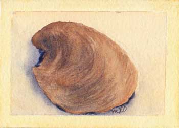 "Gulf Seashell III" by Mary O'Flying, Wausau WI - Watercolor
